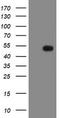 Mitochondrial Ribosomal Protein S27 antibody, CF800198, Origene, Western Blot image 