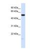 Membrane Frizzled-Related Protein antibody, NBP1-59568, Novus Biologicals, Western Blot image 