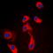 Structural maintenance of chromosomes protein 6 antibody, orb100045, Biorbyt, Immunofluorescence image 