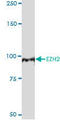 Enhancer Of Zeste 2 Polycomb Repressive Complex 2 Subunit antibody, LS-C197174, Lifespan Biosciences, Western Blot image 