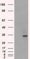 Lactate Dehydrogenase A antibody, LS-C114628, Lifespan Biosciences, Western Blot image 