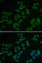 Tumor Protein P63 antibody, 18-527, ProSci, Immunofluorescence image 