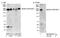 ADP Ribosylation Factor Guanine Nucleotide Exchange Factor 1 antibody, NB100-55257, Novus Biologicals, Western Blot image 