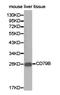 CD79b Molecule antibody, LS-C192726, Lifespan Biosciences, Western Blot image 