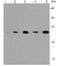 Adenylate Kinase 6 antibody, orb318968, Biorbyt, Western Blot image 