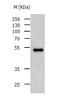 Tuj1 antibody, TA324074, Origene, Western Blot image 