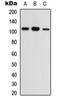 Melatonin Receptor 1A antibody, orb234902, Biorbyt, Western Blot image 