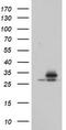 Proteasome Subunit Alpha 6 antibody, TA800102S, Origene, Western Blot image 