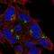 Pref-1 antibody, HPA062262, Atlas Antibodies, Immunocytochemistry image 