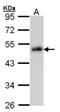 LIM Domain Binding 1 antibody, orb73983, Biorbyt, Western Blot image 