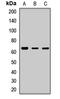 Cryptochrome-2 antibody, orb412506, Biorbyt, Western Blot image 