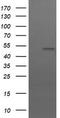 U-Box Domain Containing 5 antibody, CF502810, Origene, Western Blot image 