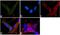 GRIN2B antibody, PA3-105, Invitrogen Antibodies, Immunofluorescence image 