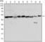 Forkhead Box D3 antibody, abx015864, Abbexa, Western Blot image 