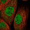 Zinc Finger Protein 30 antibody, HPA030400, Atlas Antibodies, Immunocytochemistry image 