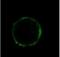 HLA class I histocompatibility antigen, alpha chain G antibody, NB500-533, Novus Biologicals, Immunofluorescence image 