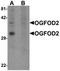 2-Oxoglutarate And Iron Dependent Oxygenase Domain Containing 2 antibody, orb75567, Biorbyt, Western Blot image 