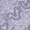 Ring Finger Protein 32 antibody, PA5-67300, Invitrogen Antibodies, Immunohistochemistry paraffin image 