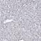 Sodium/hydrogen exchanger 3 antibody, HPA036493, Atlas Antibodies, Immunohistochemistry paraffin image 