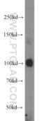 Endothelin-converting enzyme 2 antibody, 15418-1-AP, Proteintech Group, Western Blot image 