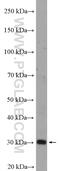 Voltage Dependent Anion Channel 3 antibody, 55260-1-AP, Proteintech Group, Western Blot image 