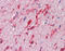 Hepatocyte Growth Factor antibody, 49-034, ProSci, Immunohistochemistry paraffin image 