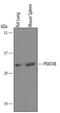 Canopy FGF Signaling Regulator 4 antibody, PA5-47687, Invitrogen Antibodies, Western Blot image 