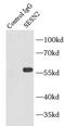 Sestrin-2 antibody, FNab07762, FineTest, Immunoprecipitation image 