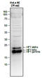HP1 alpha antibody, TA347091, Origene, Western Blot image 