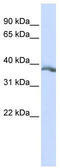Ectodysplasin A antibody, TA336166, Origene, Western Blot image 