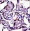 Steroid Sulfatase antibody, LS-C161580, Lifespan Biosciences, Immunohistochemistry paraffin image 