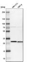 Caseinolytic Mitochondrial Matrix Peptidase Proteolytic Subunit antibody, HPA010649, Atlas Antibodies, Western Blot image 