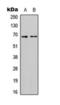 Solute Carrier Family 7 Member 4 antibody, orb393164, Biorbyt, Western Blot image 