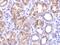 Complement C1q tumor necrosis factor-related protein 1 antibody, 3557, ProSci, Immunohistochemistry paraffin image 