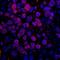 Serine And Arginine Rich Splicing Factor 10 antibody, IHC-00642, Bethyl Labs, Immunofluorescence image 