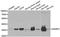 Ankyrin repeat domain-containing protein 1 antibody, LS-C334547, Lifespan Biosciences, Western Blot image 