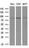 Protein Tyrosine Phosphatase Receptor Type E antibody, M05574, Boster Biological Technology, Western Blot image 