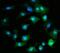 26S proteasome non-ATPase regulatory subunit 8 antibody, A12465-1, Boster Biological Technology, Immunofluorescence image 