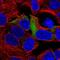 Ribosomal Protein S3A antibody, NBP2-13264, Novus Biologicals, Immunofluorescence image 