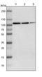 Phosphodiesterase 5A antibody, NBP1-86139, Novus Biologicals, Western Blot image 