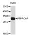 Protein tyrosine phosphatase receptor type C-associated protein antibody, abx127021, Abbexa, Western Blot image 
