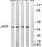 Apolipoprotein F antibody, TA311898, Origene, Western Blot image 