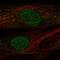 POU domain, class 2, transcription factor 2 antibody, HPA062096, Atlas Antibodies, Immunofluorescence image 
