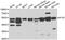 Intraflagellar Transport 57 antibody, A07455, Boster Biological Technology, Western Blot image 