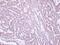 Mitochondrial Ribosomal Protein S10 antibody, PA5-31493, Invitrogen Antibodies, Immunohistochemistry frozen image 
