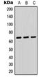 Receptor-type tyrosine-protein phosphatase kappa antibody, orb214483, Biorbyt, Western Blot image 