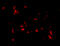 Cathelicidin Antimicrobial Peptide antibody, 4429, ProSci Inc, Immunofluorescence image 