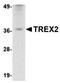 Three Prime Repair Exonuclease 2 antibody, orb75122, Biorbyt, Western Blot image 