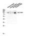Solute Carrier Family 15 Member 1 antibody, GTX34200, GeneTex, Western Blot image 