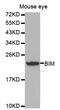 BCL2 Like 11 antibody, TA326823, Origene, Western Blot image 